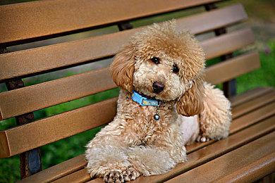 腾讯治愈系新作《粒粒的小人国》首曝PV与实机演示